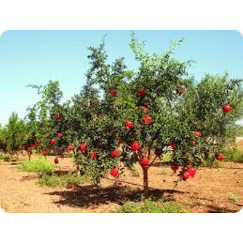 Pomegranate Plant
